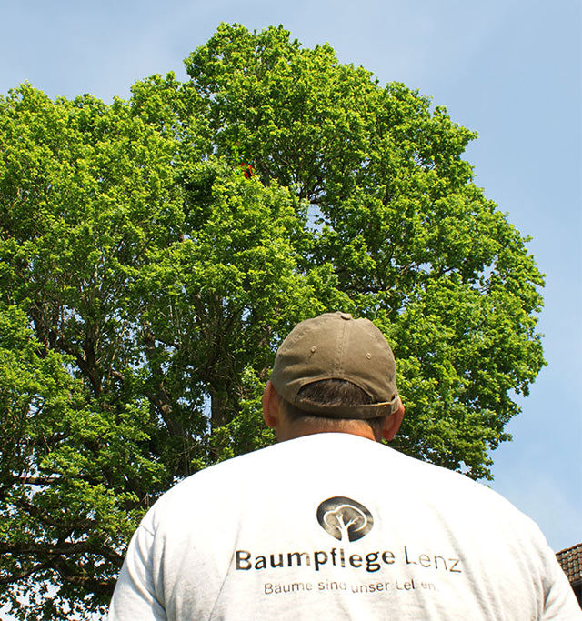 Baumpfleger/ -pflegerin gesucht